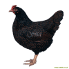Barnevelder