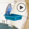 Budgie sitting on bird bath in Omlet Geo bird cage