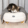 Cat sleeping on Omlet Maya cat bed in Snowball white with Gold hairpin feet and Omlet Luxurious cat blanket