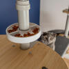 Cat in background with freestyle cat tree customisable with accessories treat holder