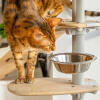 Cat investigating bowl on floor to ceiling cat tree