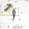 A budgie looking at the mirror whiles sitting on a pole inside the Geo bird cage