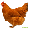Lincolnshire Buff