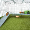 Omlet Zippi guinea pig playpen with Zippi platforms, green Zippi shelter and guinea pigs