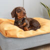 Winston the Dachshund loves his small Topology dog bed with a super comfy beanbag topper.