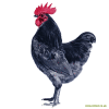 Australorps