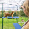 cat climbing on blue outdoor cat shelf in catio outdoor run with drainage holes visible