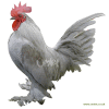 Booted Bantam