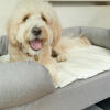 For a luxury nap for your dog, integrate the cooling mat with your dog’s bed.