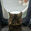 Cat sitting in Maya cat litter box furniture getting privacy