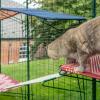 Cat climbing off of red outdoor cat shelf onto white outdoor cat shelf in Omlet catio
