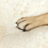 Close up of dog paw on Omlet Topology sheepskin topper