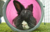 Rabbit in Zippi play tunnel