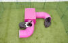 Rabbits climbing on Zippi shelter and play tunnels