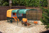 An orange Eglu Cube chicken coop with two chickens in them.