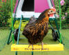 A chicken swing hanging in the Eglu Go up chicken coop run