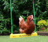 A gingernut range sitting on the chicken swing