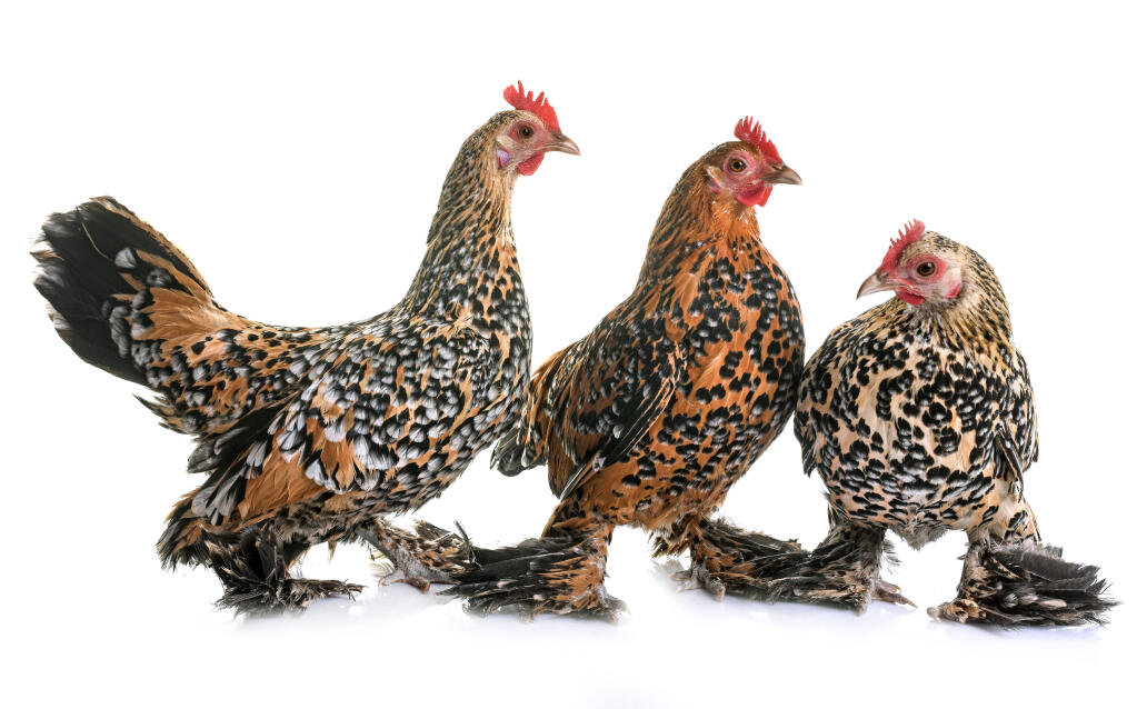 Booted Bantam Chickens Booted Bantam For Sale Chicken Breeds