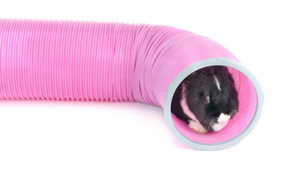 rabbit play tunnel