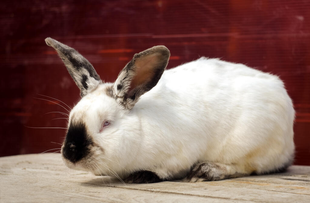 Californian rabbit sales