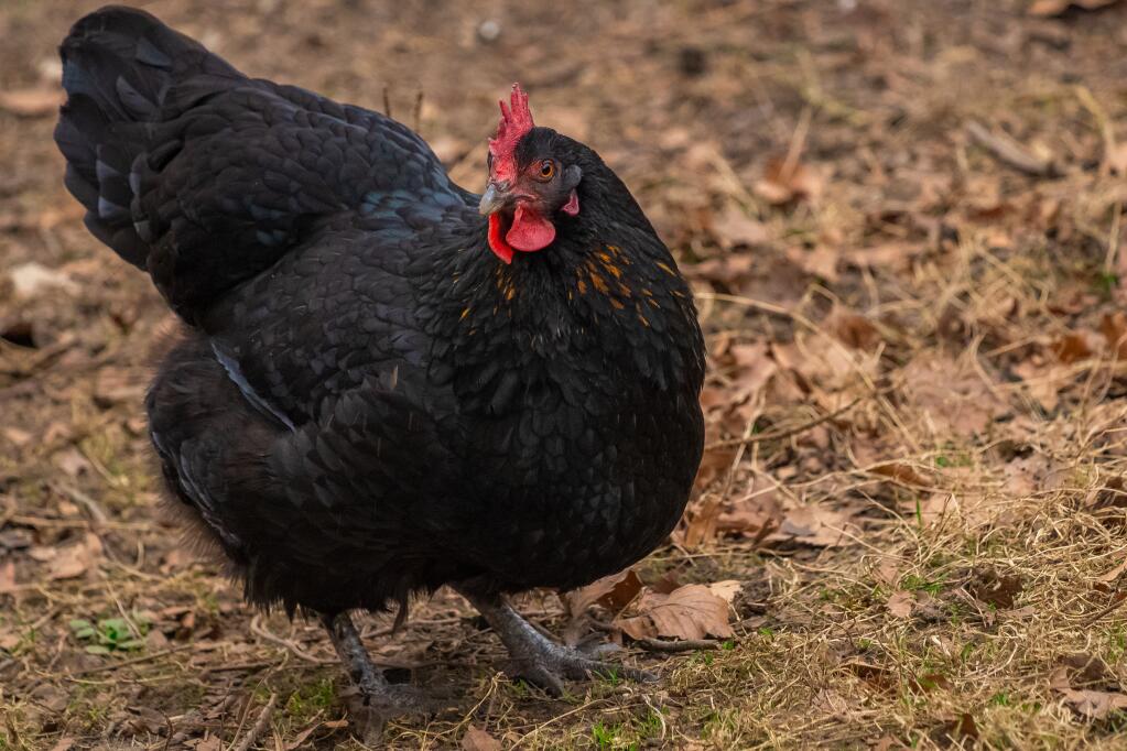 Australorps Chickens Australorps For Sale Chicken Breeds