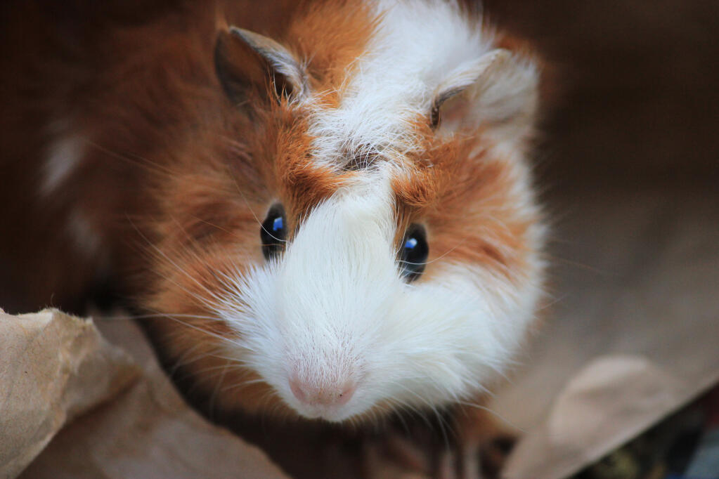 Abyssinian For Sale | Guinea Pigs | Breed Information | Omlet