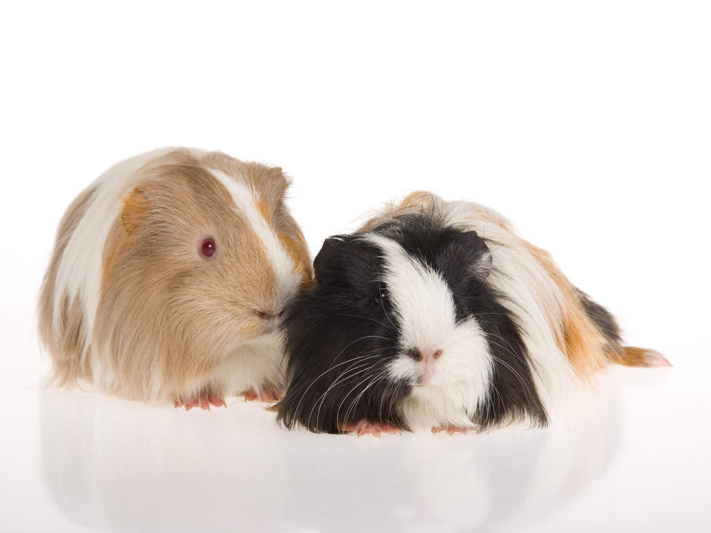 Sheltie For Sale Guinea Pigs Breed Information Omlet