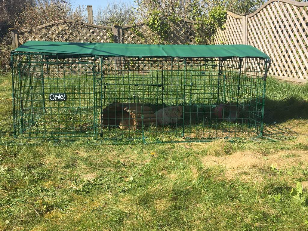 guinea pig run cover