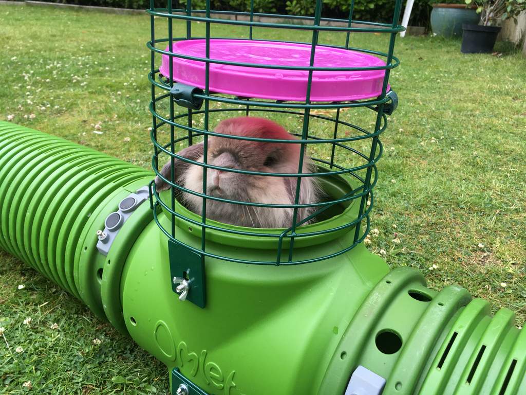 Zippi Tunnel TSection and Hay Rack Zippi Guinea Pig Tunnel Accessories