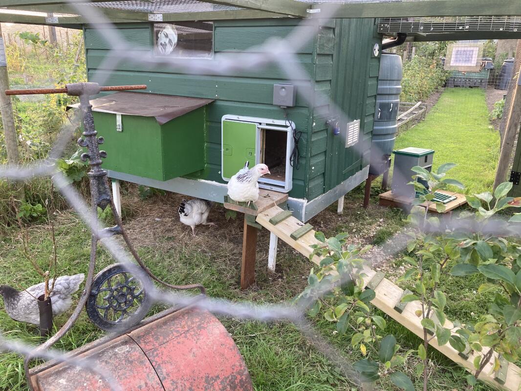 Automatic Chicken Coop Door Opener | Omlet