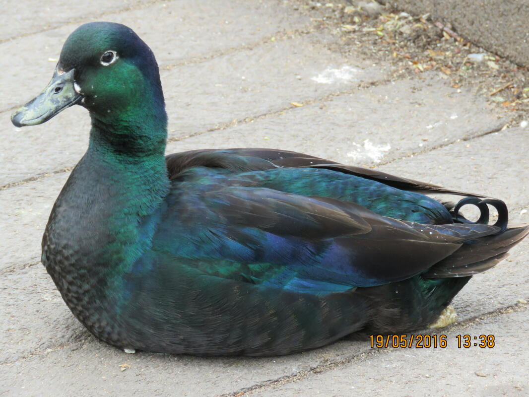Cayuga Ducks Breed Information Omlet