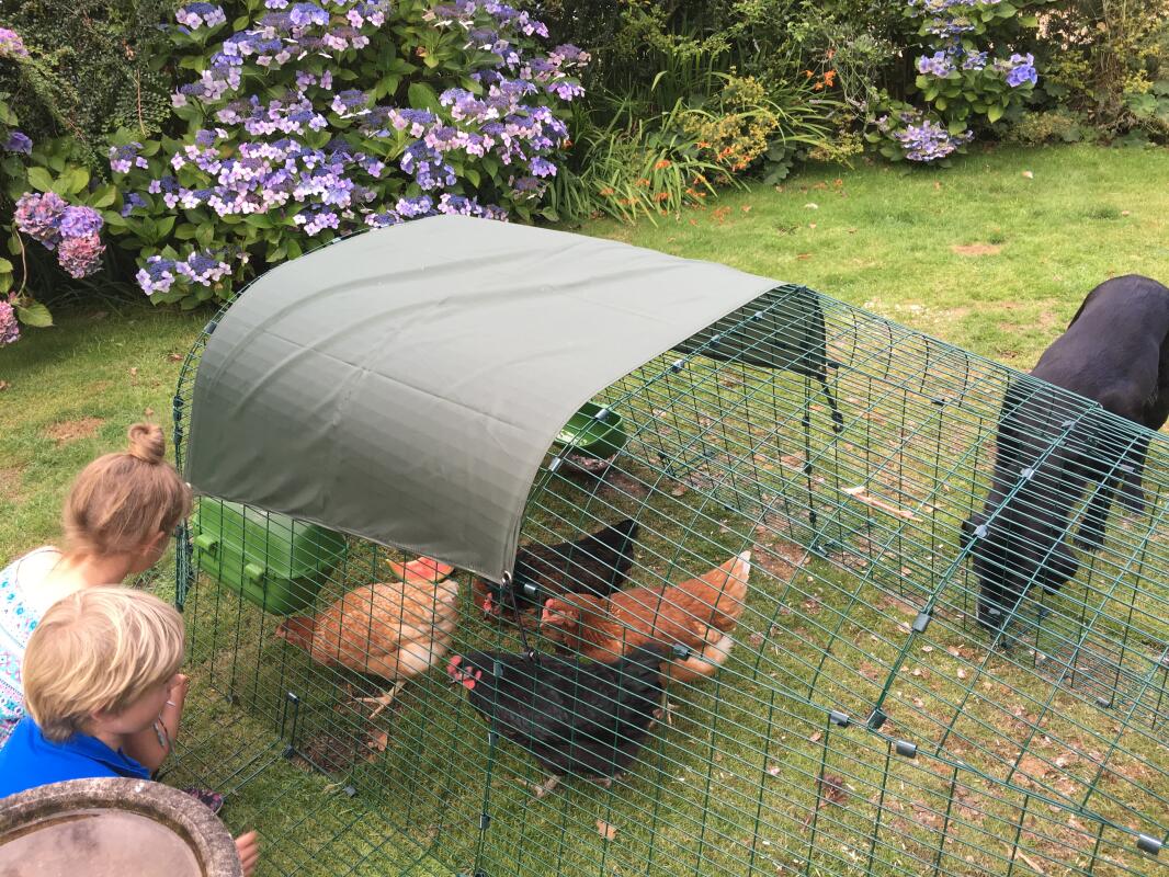 How to Catch and Handle Your Chickens! Chicken Care Chickens Guide