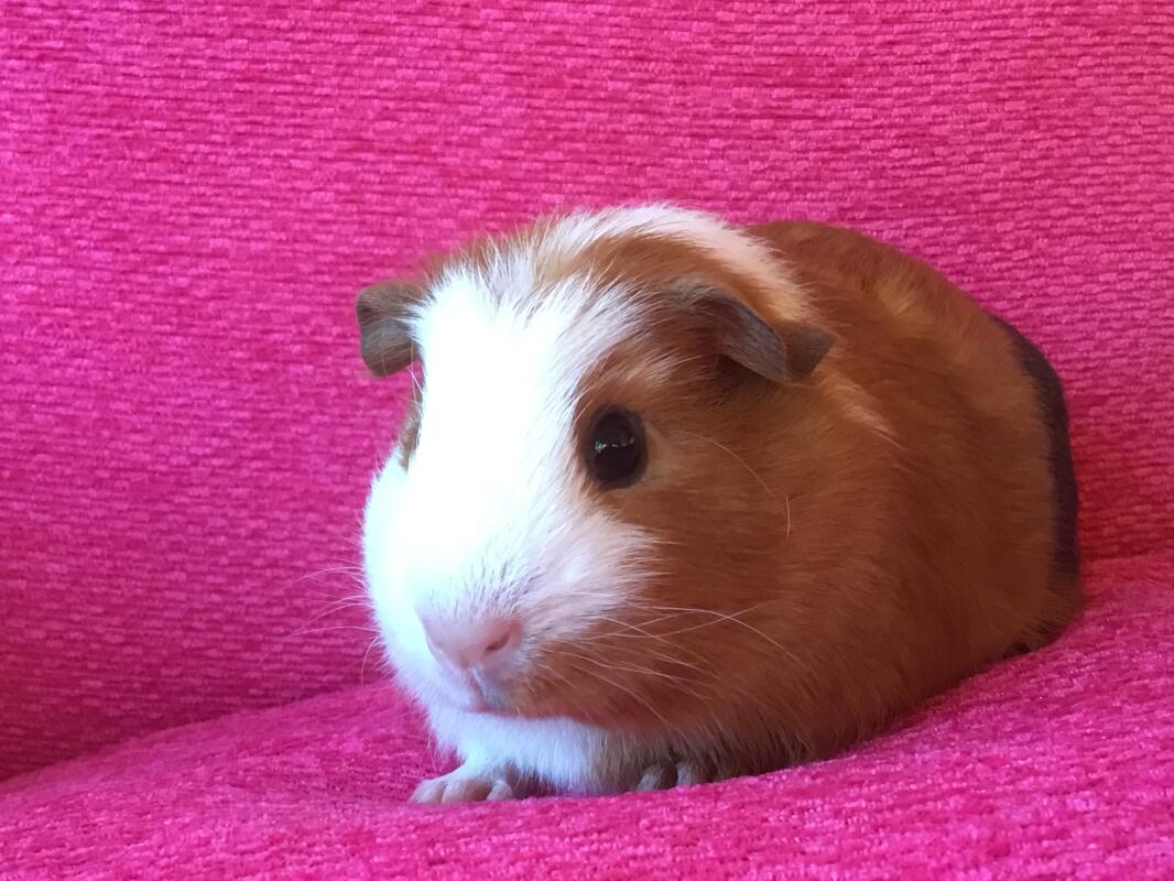 english crested guinea pig