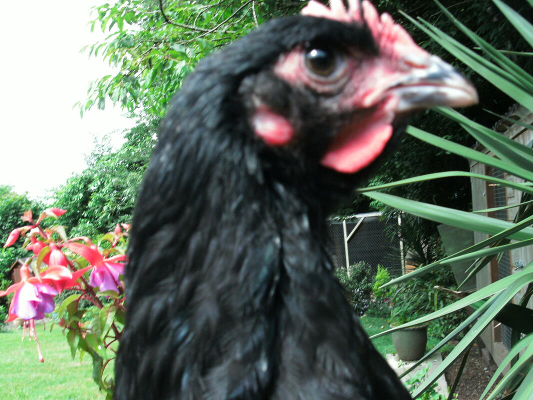 Croad Langshan For Sale Chickens Breed Information Omlet
