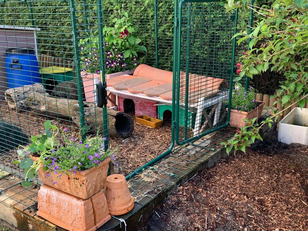 Outdoor Guinea Pig Run Large Outdoor Guinea Pig Enclosure