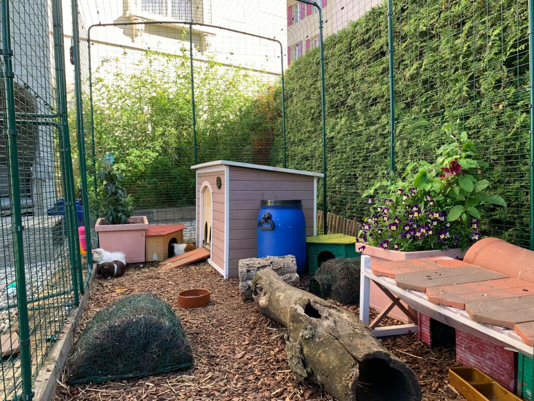 Outdoor Guinea Pig Run Large Outdoor Guinea Pig Enclosure