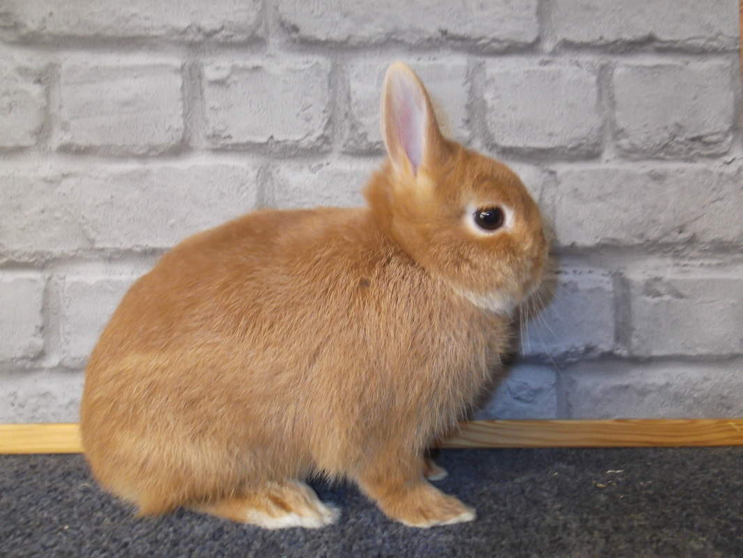 netherland dwarf rabbit adult netherland dwarf rabbit adult