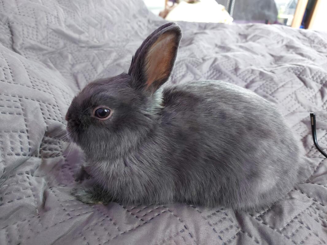 grey dwarf bunny
