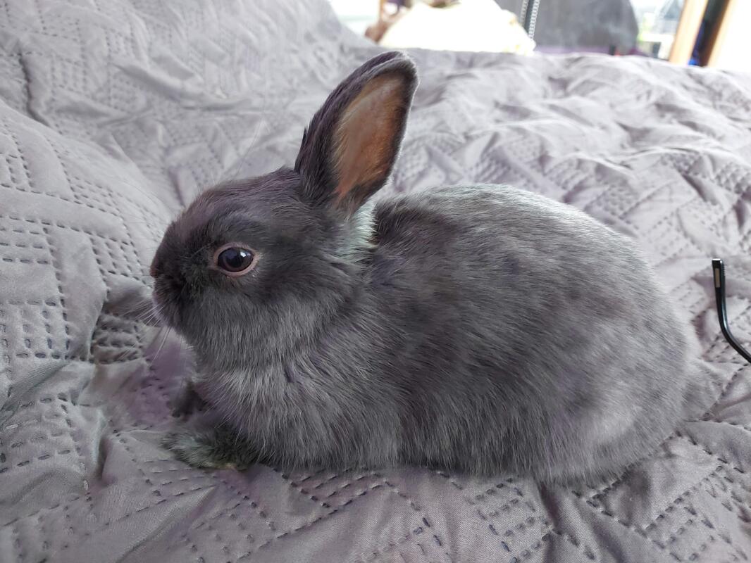 opal netherland dwarf opal netherland dwarf