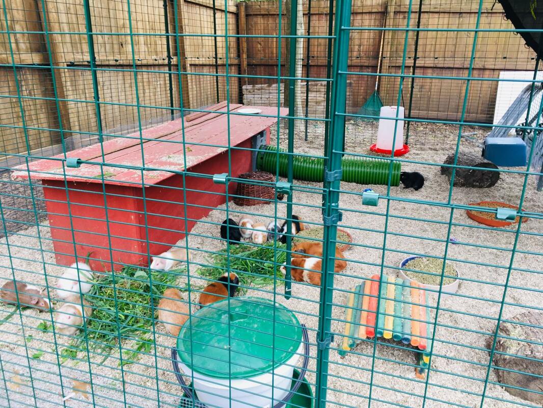 Outdoor Guinea Pig Run Large Outdoor Guinea Pig Enclosure