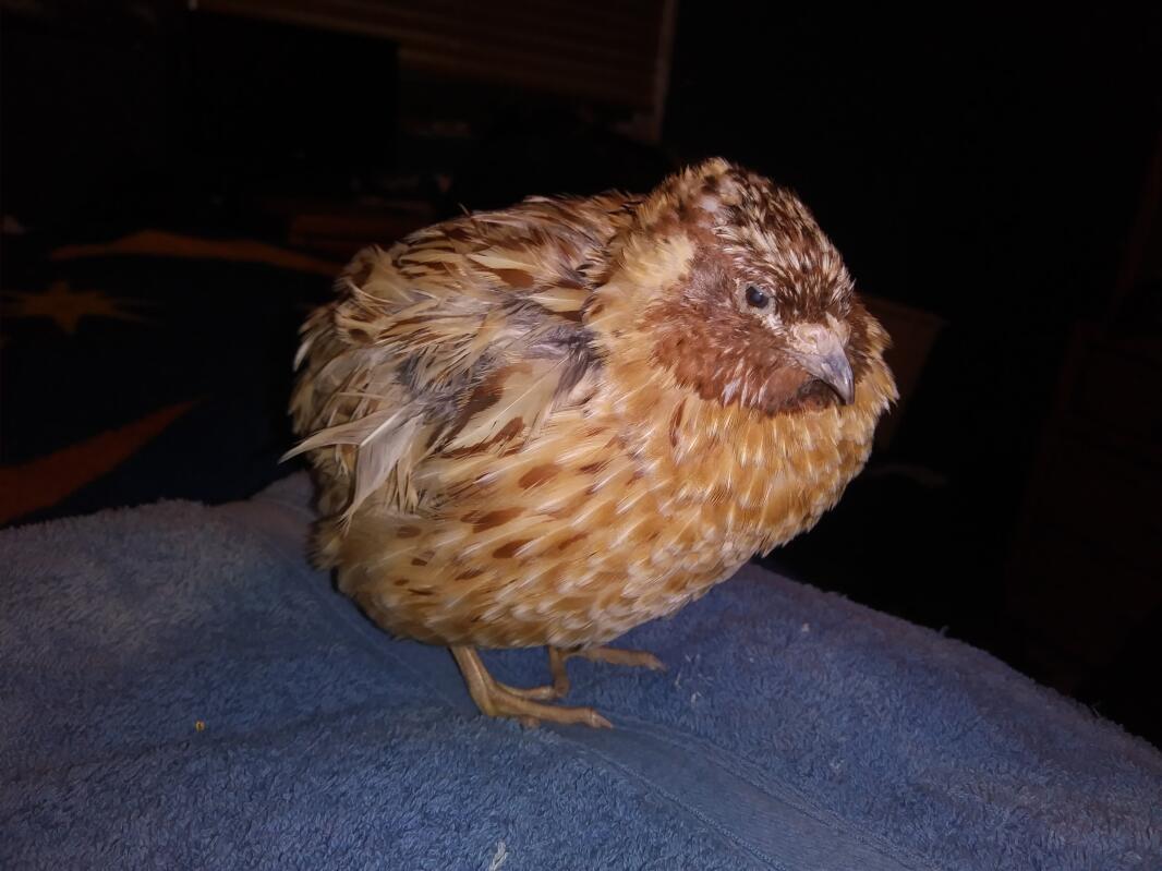 Quail Breeds | About Quail | Quails | Guide | Omlet Australia