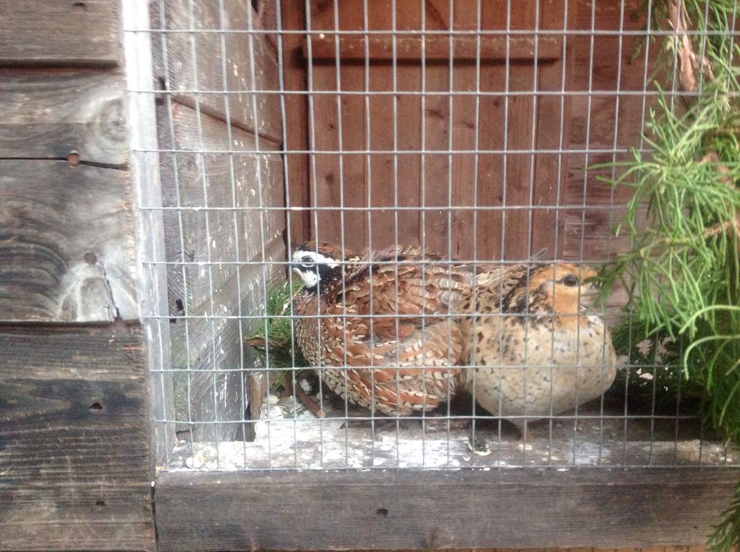 Looking after your quail Quail Care Quails Guide Omlet Australia