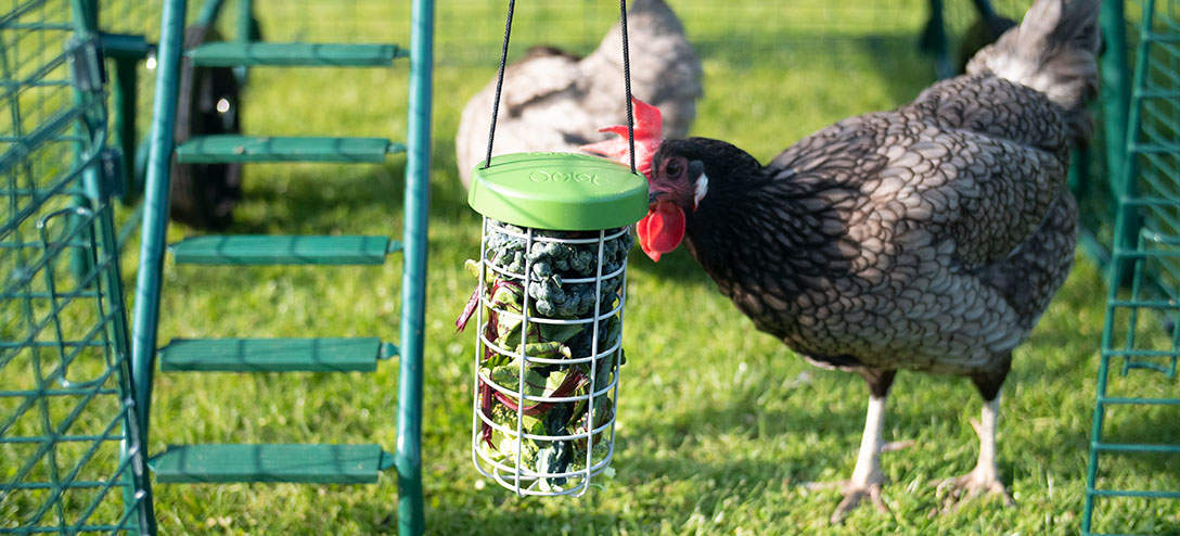 The Caddi Chicken Treat Holder