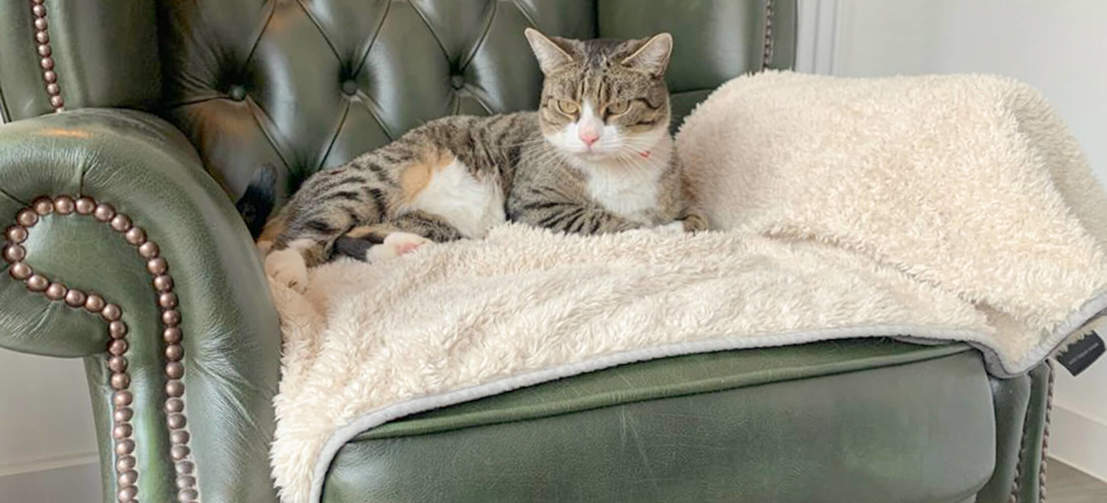 Cats will love to relax on this Luxury Super Soft Blanket for a long afternoon snooze.