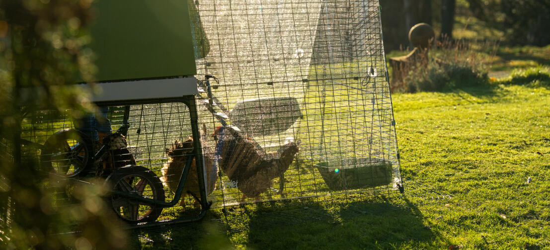 Chickens inside Eglu Go up run, with clear full run cover on top