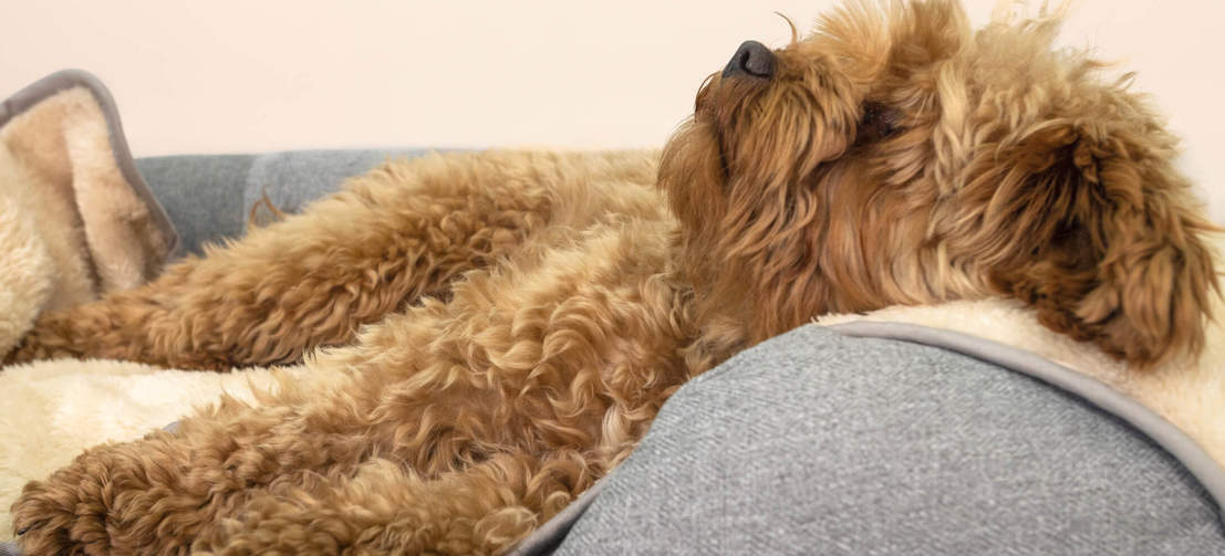 Upgrade your dog’s bed with a warm, super soft blanket they will love.