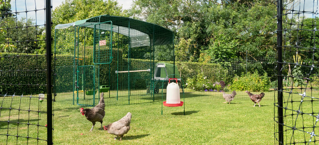 Chickens behind chicken fencing in a garden with a walk in run with a cover over the top