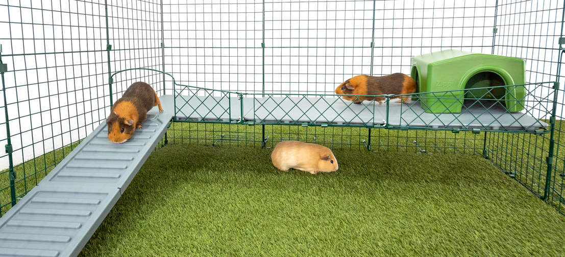 Zippi Platforms give your guinea pigs new ways to exercise, play and explore!