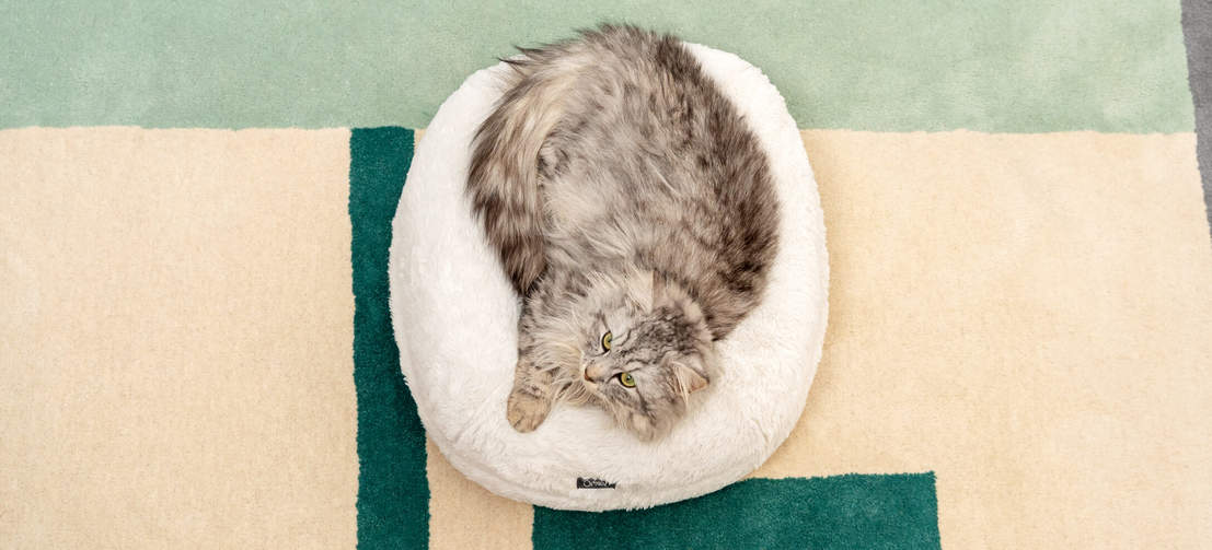 A cat lying in the snowball white soft round donut bed looking warm and content
