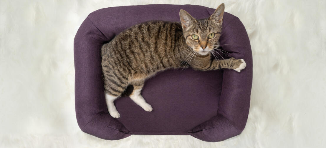 Senior 2025 cat bed